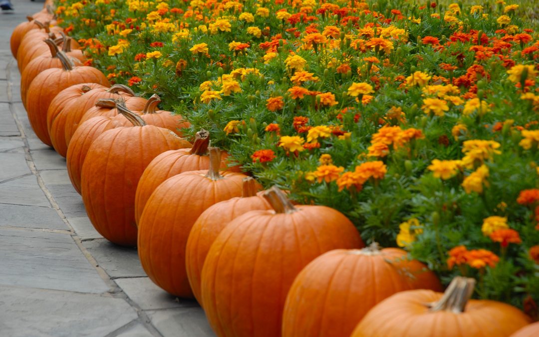 7 Fun Things to Add to Your Fall Bucket List